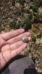 Trochus maculatus