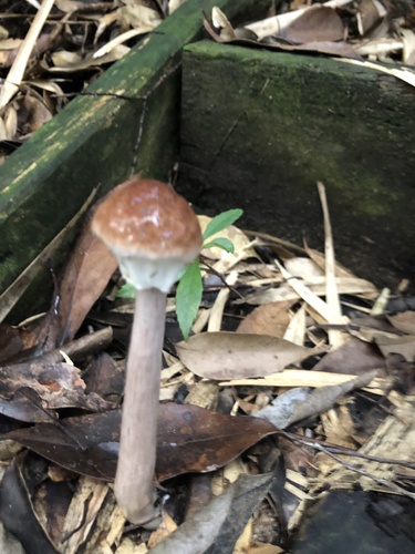 Aureoboletus longicollis