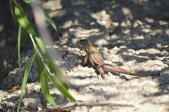 Sceloporus occidentalis biseriatus