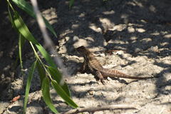 Sceloporus occidentalis biseriatus