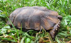 Kinixys belliana