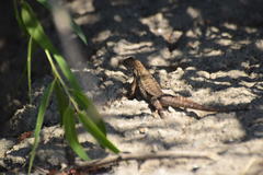 Sceloporus occidentalis biseriatus
