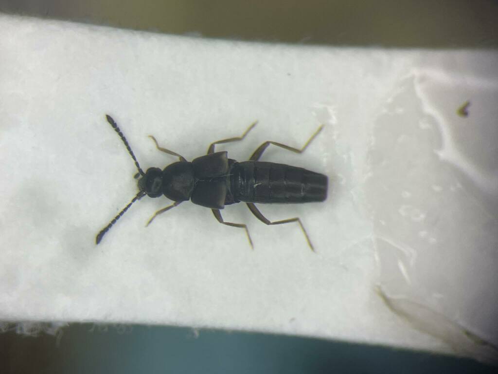 Brachyusa