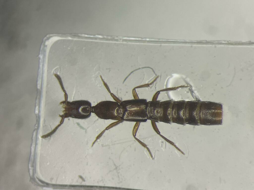 Long-collared Rove Beetle