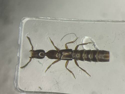 Long-collared Rove Beetle