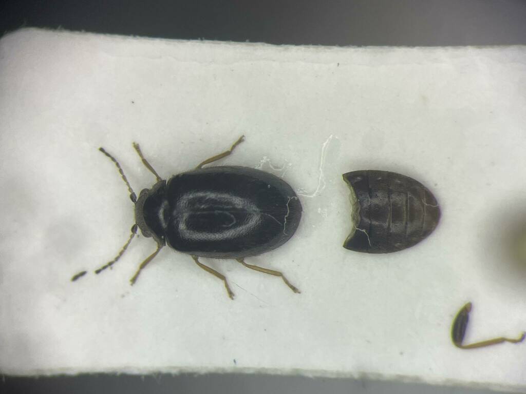 Contacyphon neovariabilis