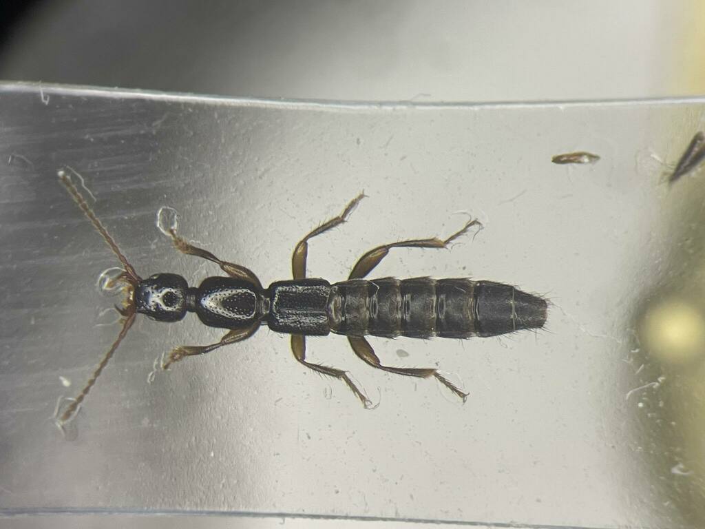 Lathrobium confusum