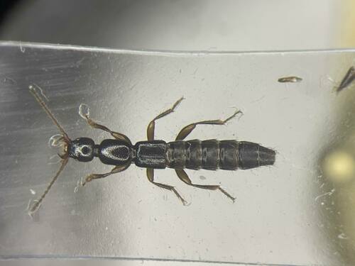 Lathrobium confusum