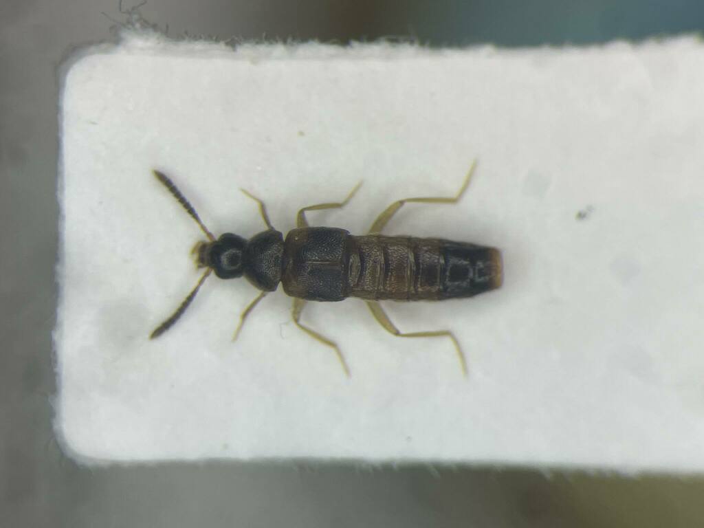 Phymatura blanchardi