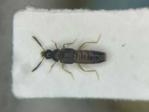 Phymatura blanchardi