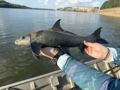 Southeastern Blue Sucker photo 1