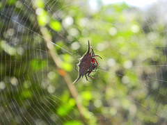 Gasteracantha milvoides