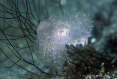 Sepia bandensis