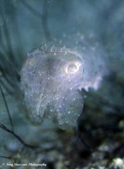 Sepia bandensis