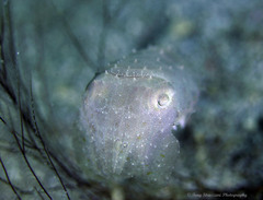 Sepia bandensis