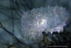 Sepia bandensis