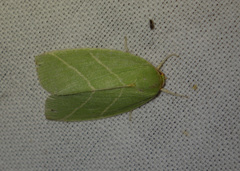 Bena bicolorana