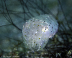 Sepia bandensis