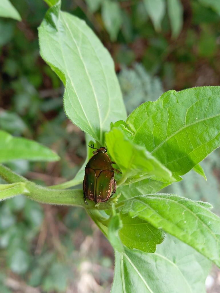 Protaetia ternatana