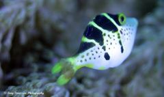 Paraluteres prionurus