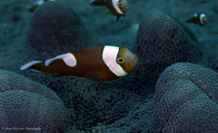 Amphiprion polymnus