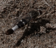 Apiocera