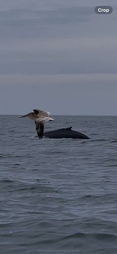 Humpback Whale photographed in North Carolina
