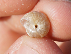 Praticolella berlandieriana
