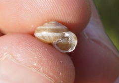 Praticolella berlandieriana