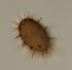 Trachelomonas spectabilis