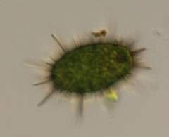 Trachelomonas spectabilis