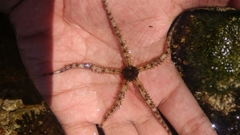 Ophiocoma scolopendrina