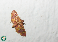 Glyphodes inflamatalis