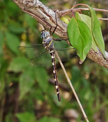Macromia annulata