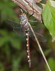 Macromia annulata