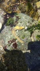 Ptychoderidae