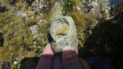 Ptychoderidae