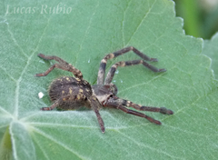 Polybetes pythagoricus