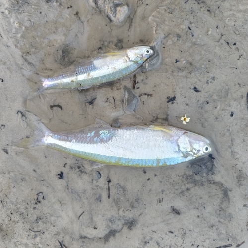 Anchovy (Pterengraulis atherinoides) — Engraulidae — 3
