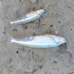 Wingfin Anchovy photo 2
