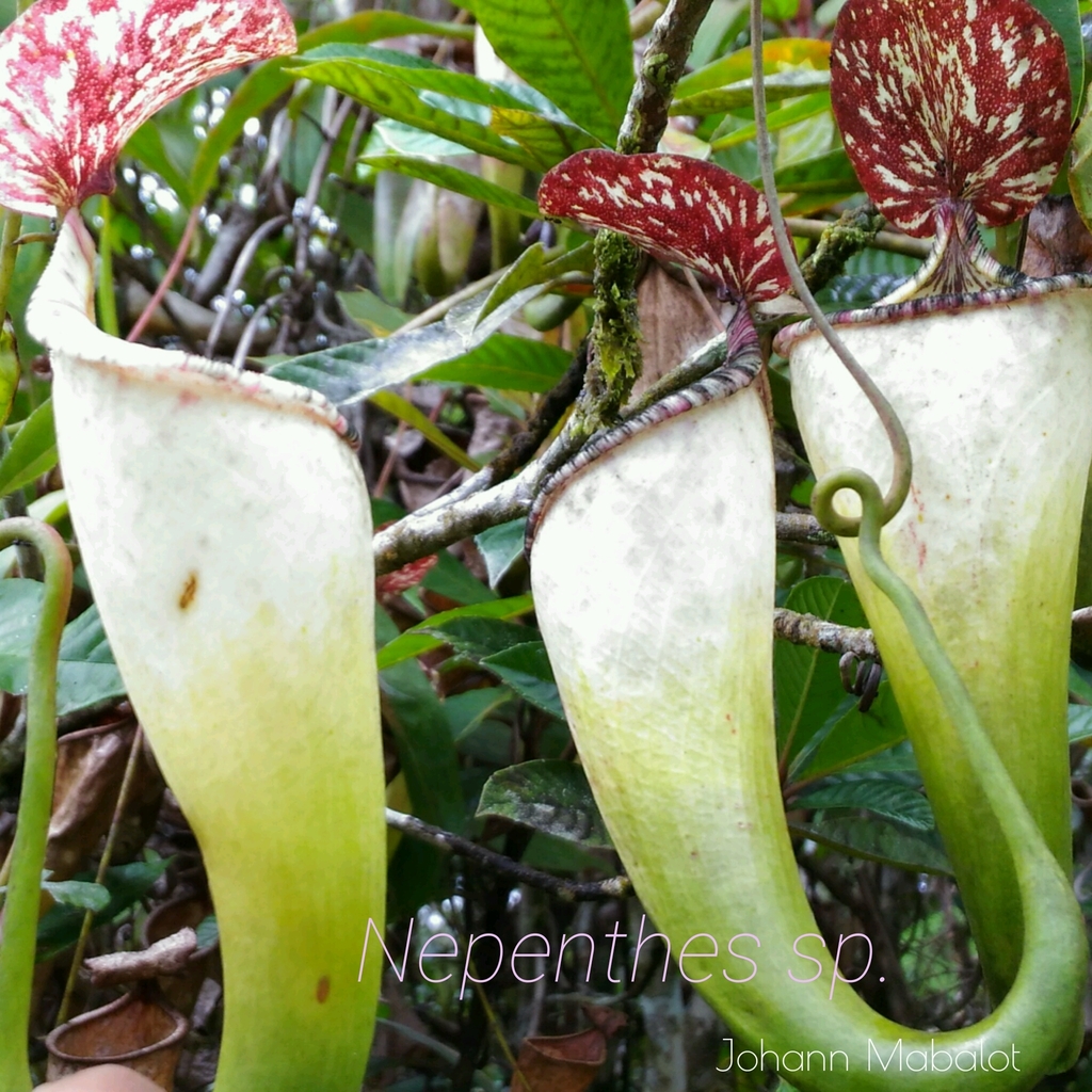 Nepenthes copelandii Merr. ex Macfarl. 2