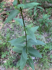 Silphium asteriscus latifolium