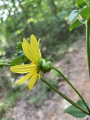 Silphium asteriscus latifolium