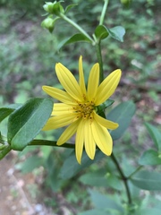 Silphium asteriscus latifolium