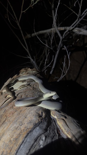 Olive Python sighting