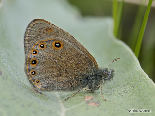 Hayden's Ringlet