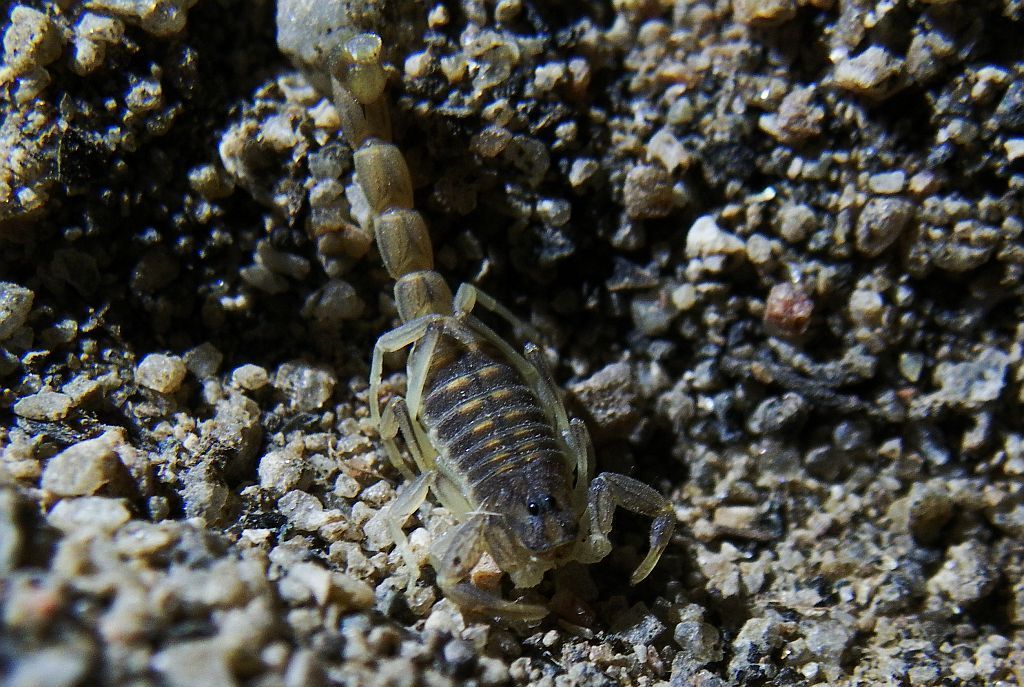 Neobuthus cloudsleythompsoni