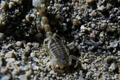 Neobuthus cloudsleythompsoni