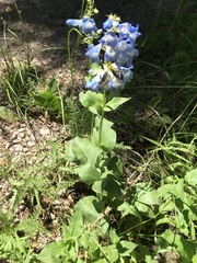 Penstemon cyananthus