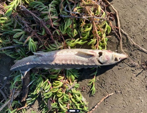 Barbel sturgeon (Acipenser medirostris) — Acipenseridae — 3